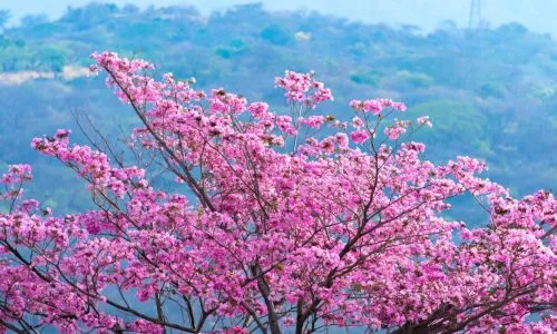 Trees-that-blook-during-Holy-Week-in-Guatemala_-Tourist-Destinations-in-Guatemala_-Places-to-Visit-i (3)